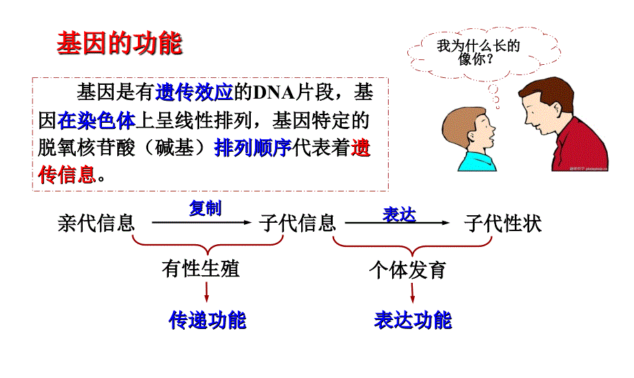 基因指导蛋白质合成_第4页