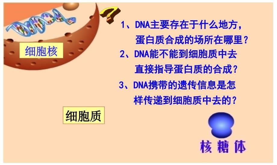 基因指导蛋白质合成_第5页