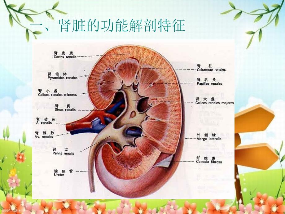 《动物生理学泌尿》课件_第4页