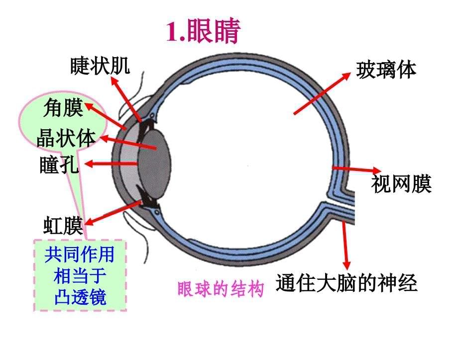 初二物理-眼睛和眼镜_第5页