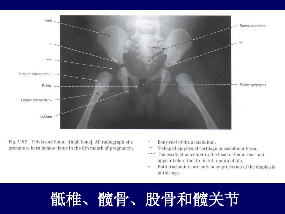 下肢的断层解剖人体断层解剖学_第3页