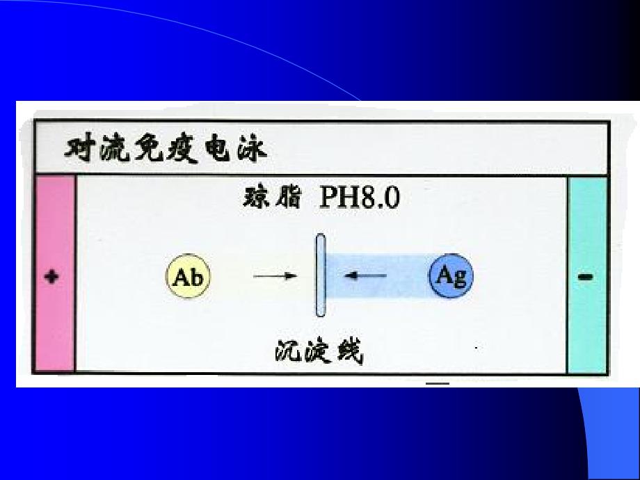 《免疫电泳技术》PPT课件.ppt_第3页