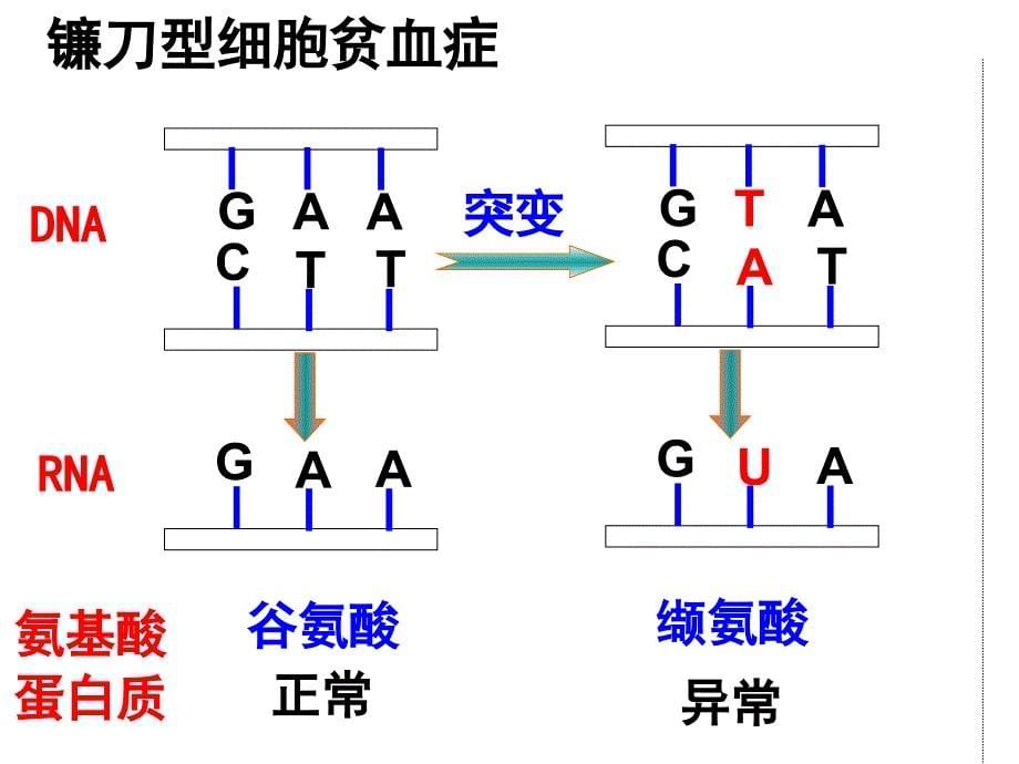 yong第1节基因突变和基因重组_第5页