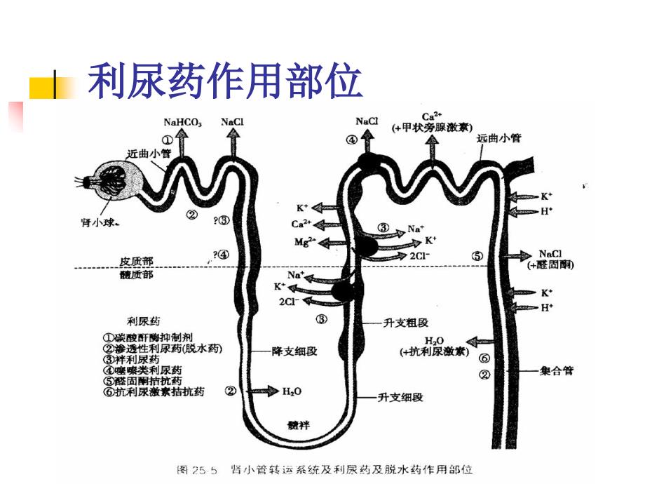 利尿剂在高血压中的应用_第4页