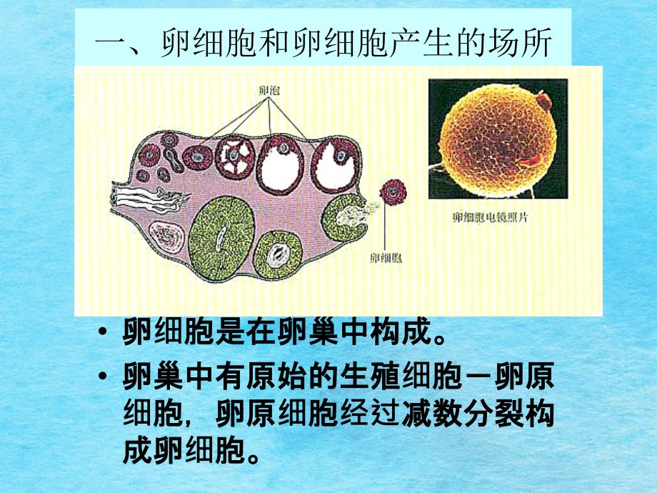 卵细胞的形成过程1ppt课件_第2页