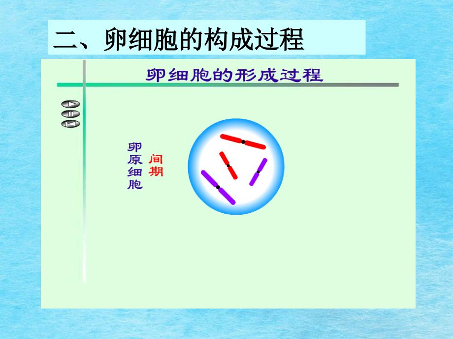 卵细胞的形成过程1ppt课件_第4页