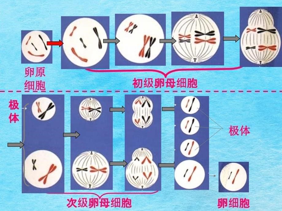 卵细胞的形成过程1ppt课件_第5页