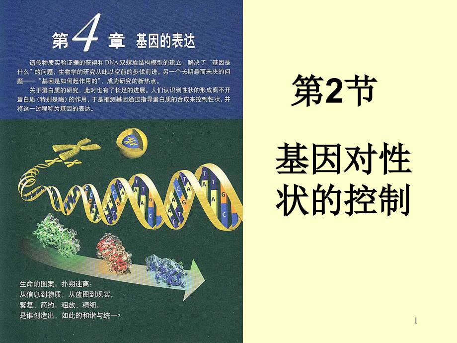 人教必修二生物第4章基因的表达第2节基因对性状的控制_第1页