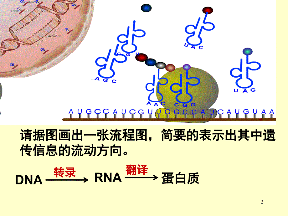 人教必修二生物第4章基因的表达第2节基因对性状的控制_第2页