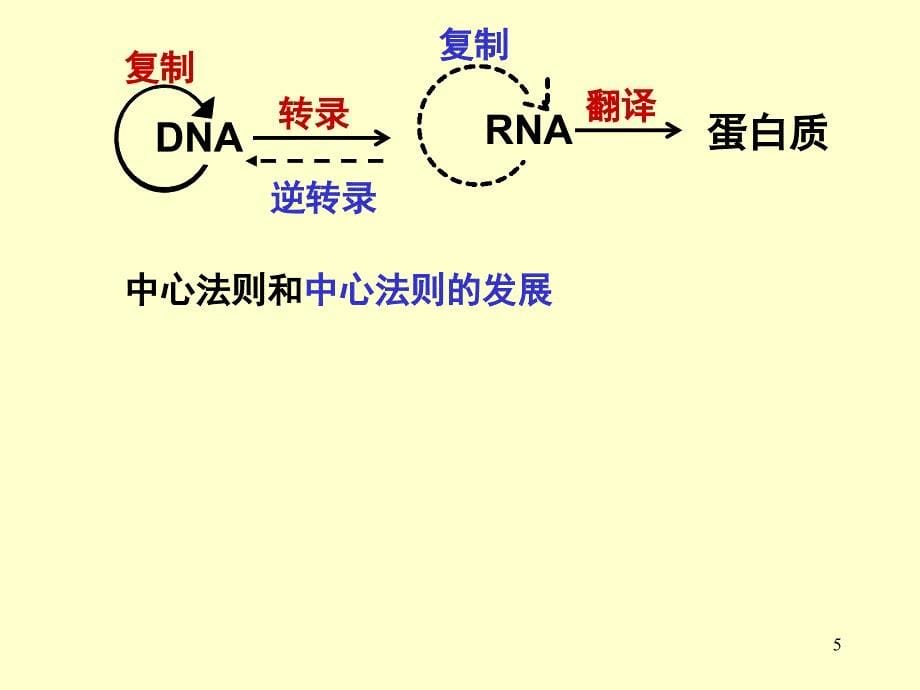 人教必修二生物第4章基因的表达第2节基因对性状的控制_第5页