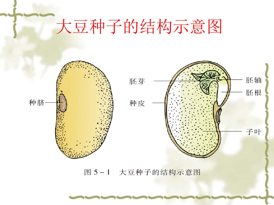 植物种子的萌发_第3页