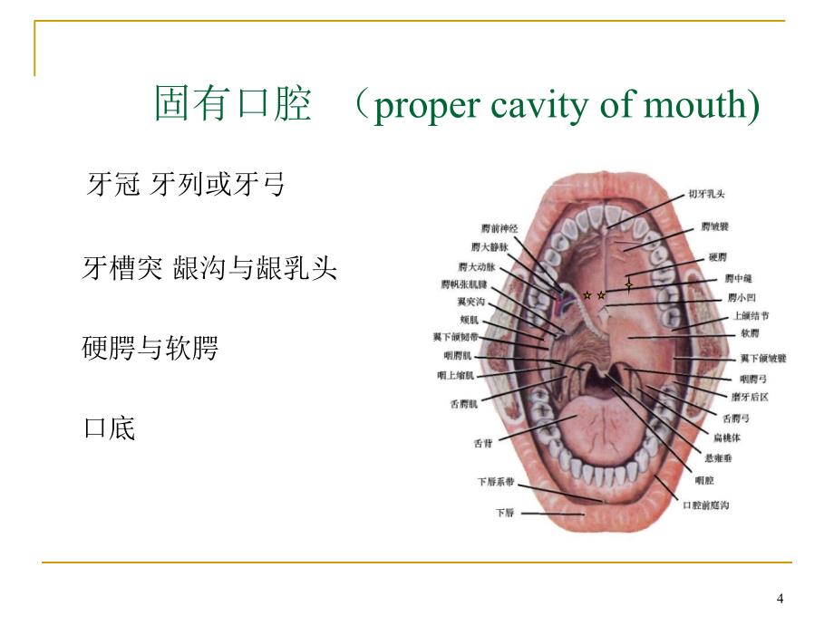 口腔解剖和生理演示PPT_第4页