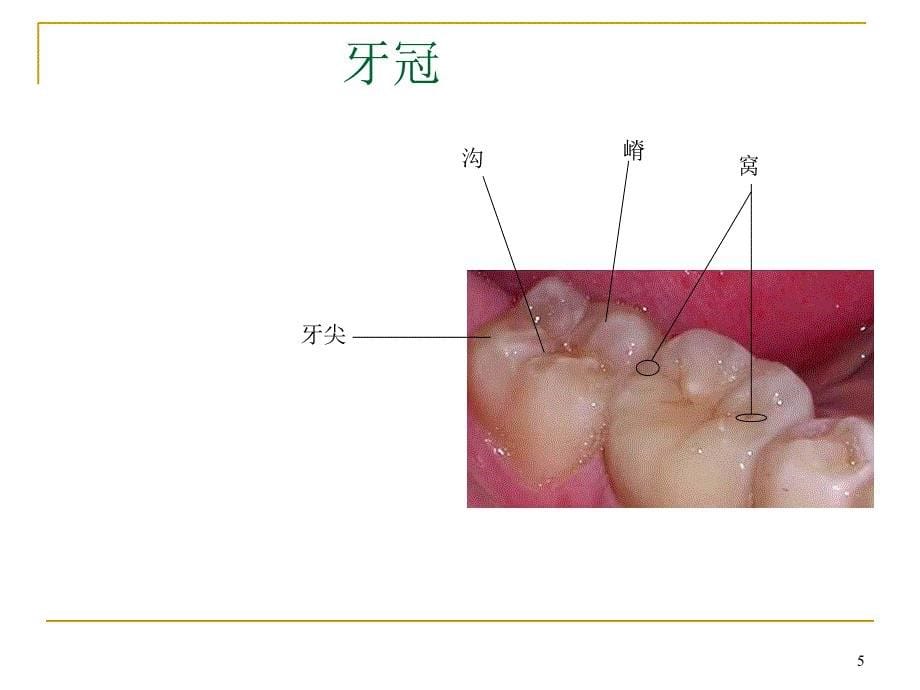 口腔解剖和生理演示PPT_第5页