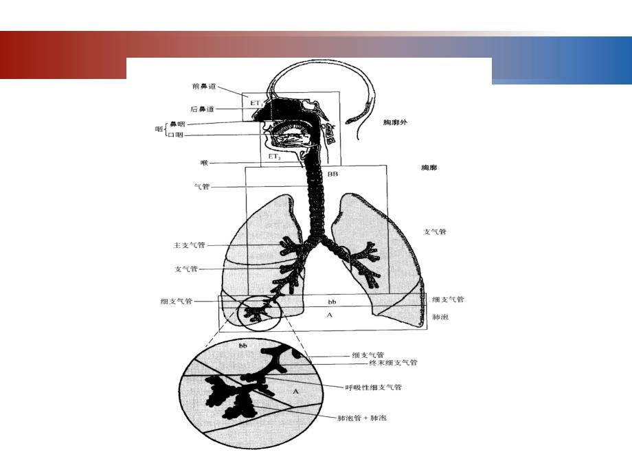 第七章-呼吸系统的结构与功能分解课件_第4页