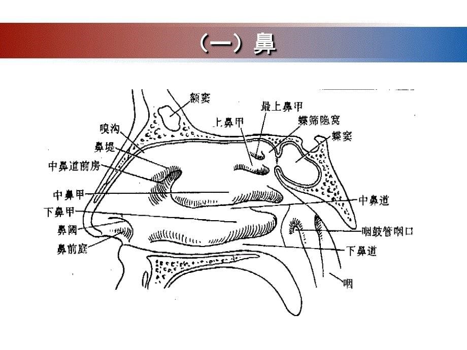 第七章-呼吸系统的结构与功能分解课件_第5页