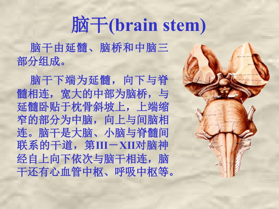 C朱家祥脑干1_第2页