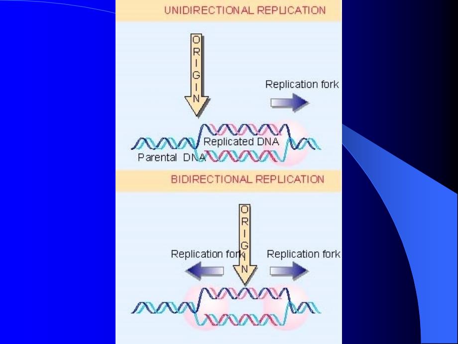 参与原核生物DNA复制的酶类和蛋白质EnzymesandProteins_第4页