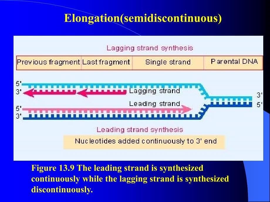 参与原核生物DNA复制的酶类和蛋白质EnzymesandProteins_第5页