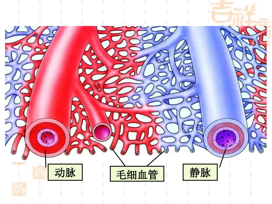 人体的血液循环教学课件1_第4页