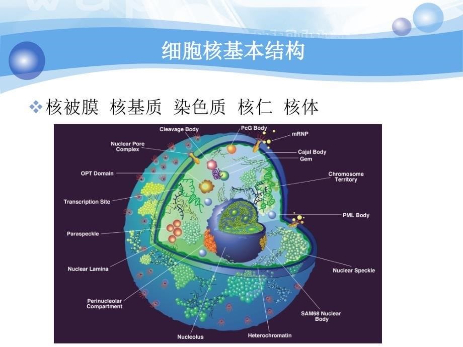 细胞核与染色质_第5页