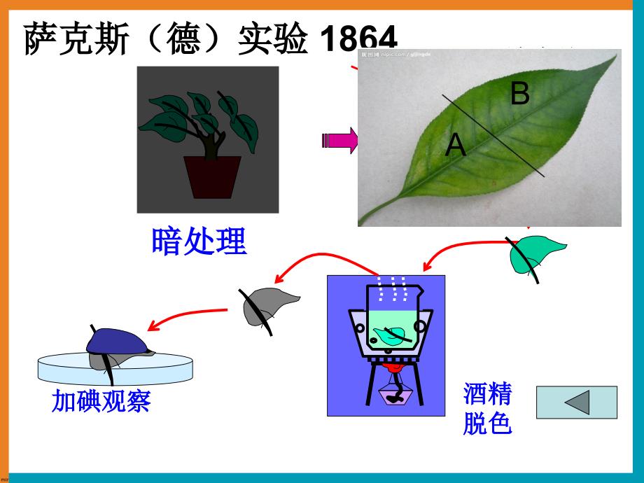 绿色植物的光合作用呼吸作用专题复习_第4页