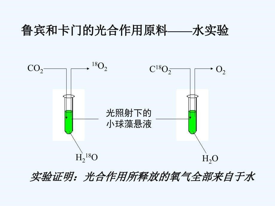 绿色植物的光合作用呼吸作用专题复习_第5页