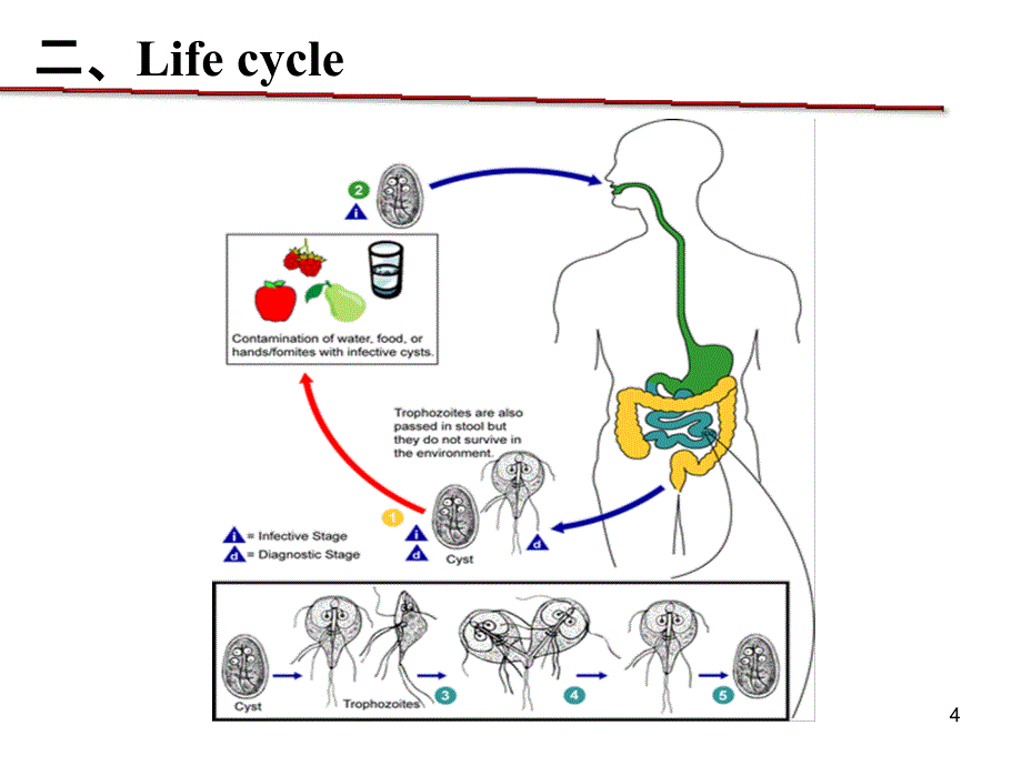 医学寄生虫学：6-蓝贾+疟原虫_第4页