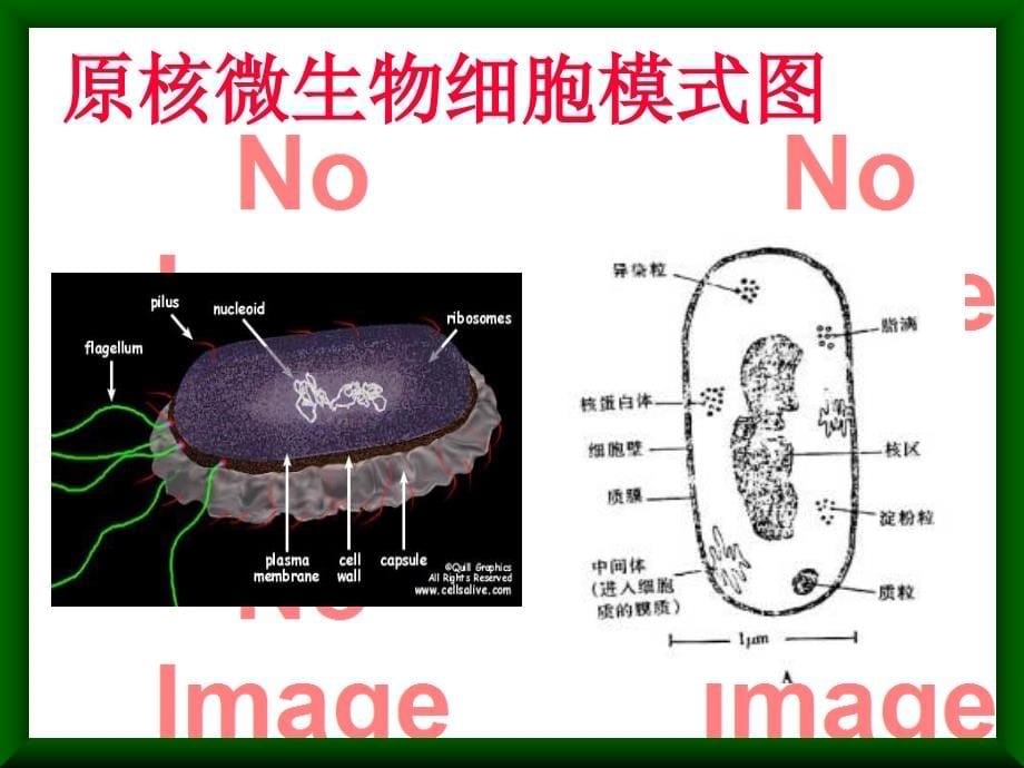 微生物学第1章原核微生物Procaryotes资料_第5页