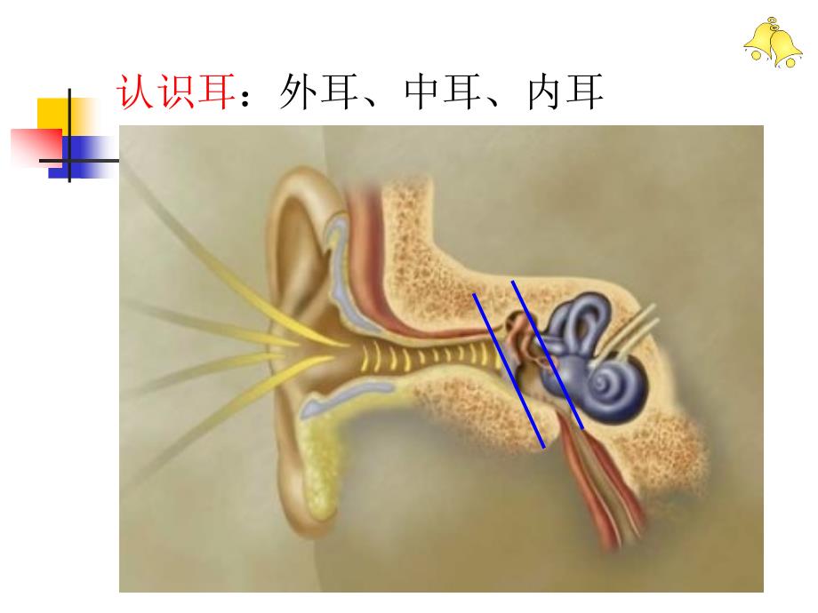 慢性中耳病变诊治策略课件_第2页