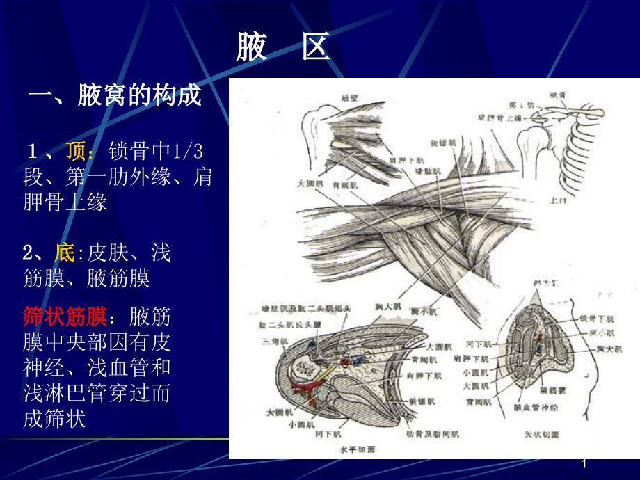 局部解剖学上肢PPT课件_第1页