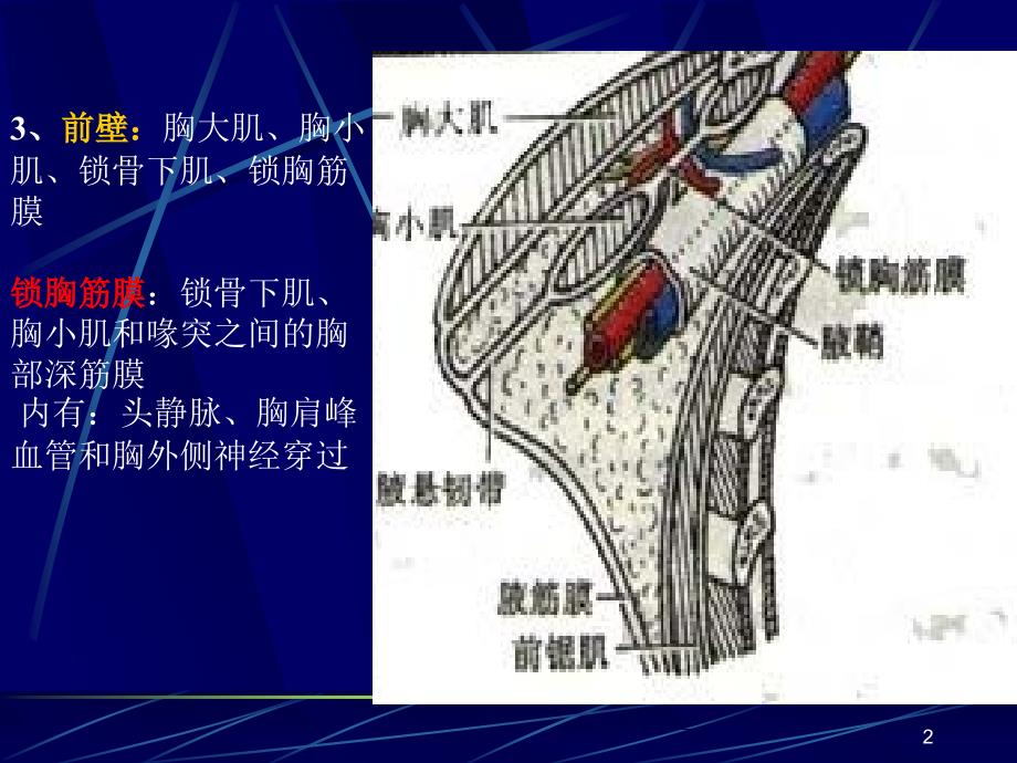 局部解剖学上肢PPT课件_第2页