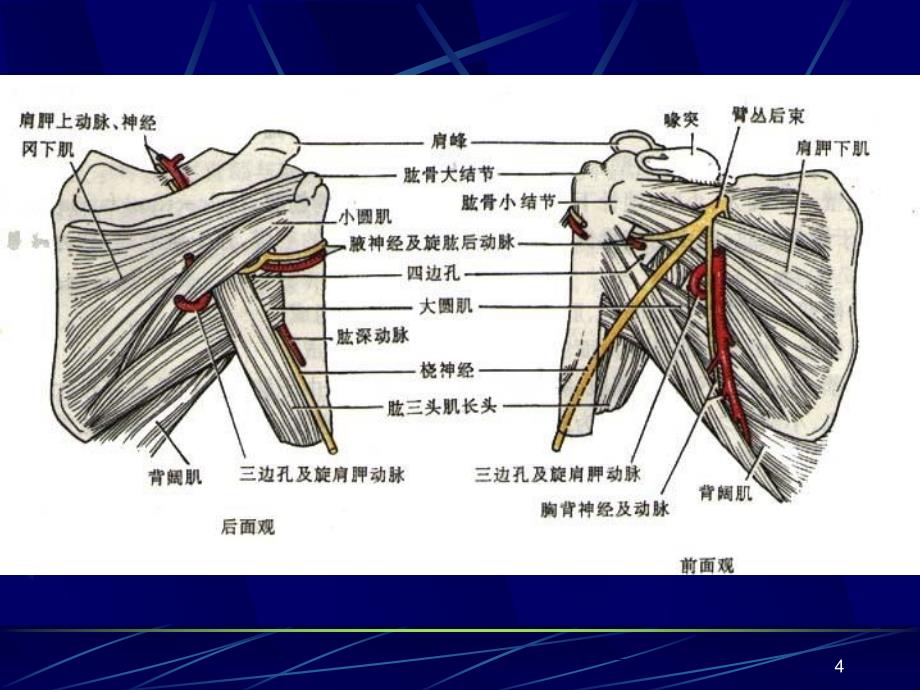 局部解剖学上肢PPT课件_第4页