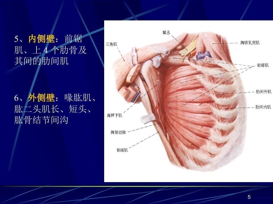 局部解剖学上肢PPT课件_第5页