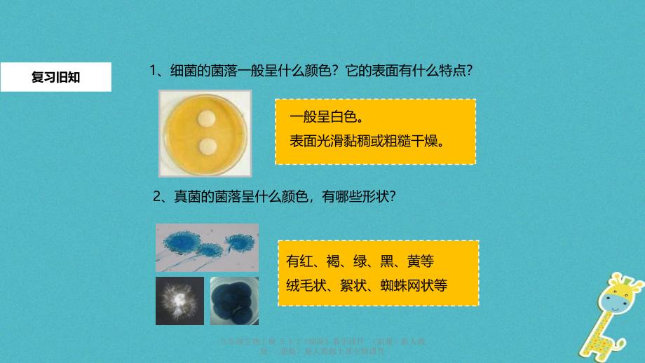 最新八年级生物上册5.4.2细菌教学_第2页