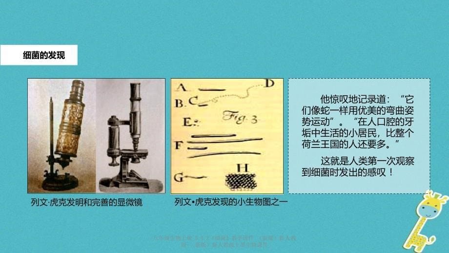 最新八年级生物上册5.4.2细菌教学_第5页