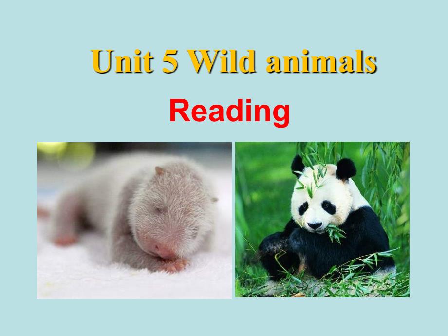 译林牛津版8AUnit5WildanimalsReadingI教学课件共24张PPT_第1页