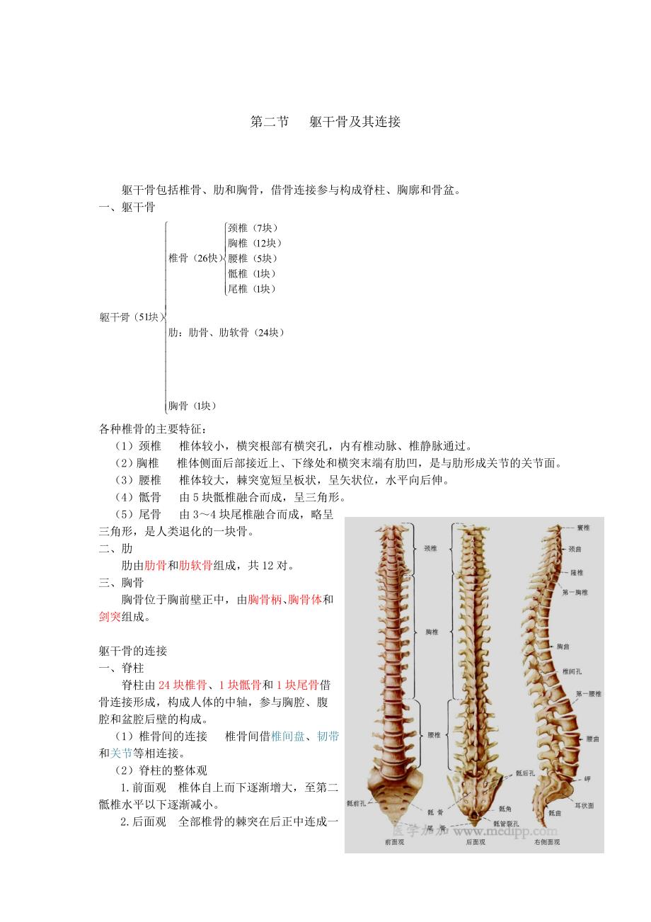 医学笔记：人体解剖学之骨学.doc_第3页