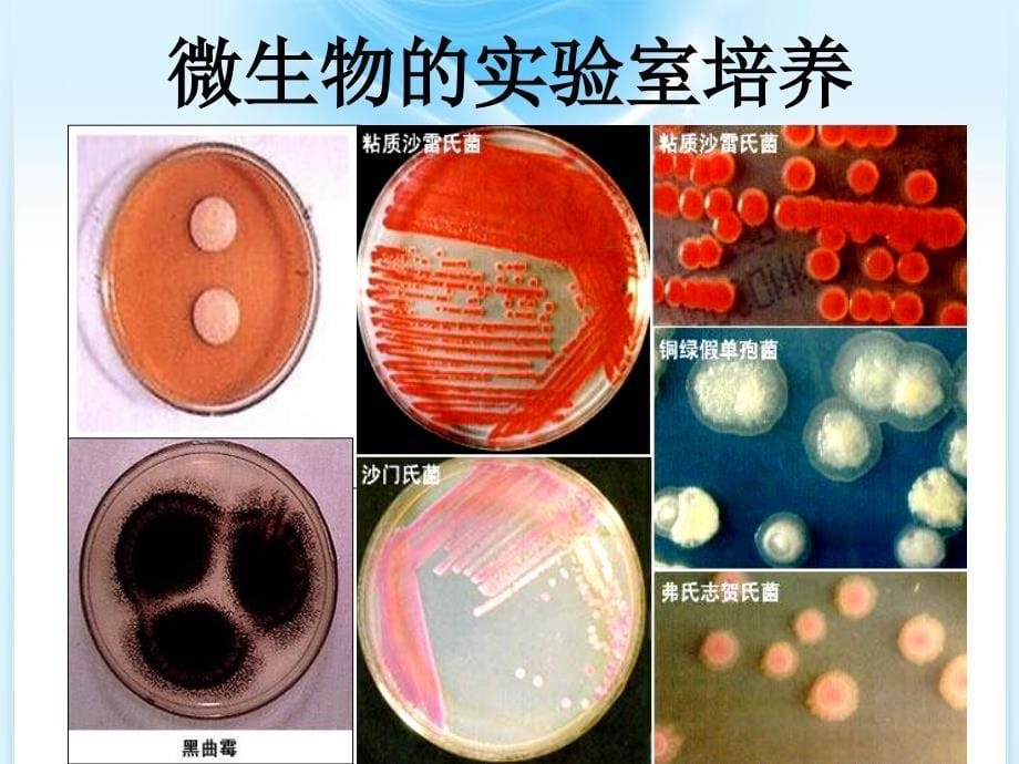 微生物的实验室培养完成稿_第5页