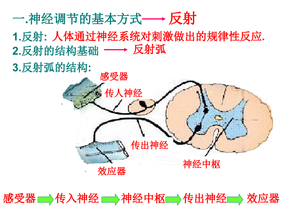 上课用人体生命活动的调节复习课件教程_第3页