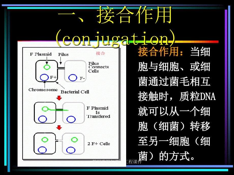 基因重组与基因工程课件_第5页