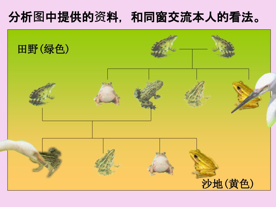 谁选择了它们ppt课件_第4页