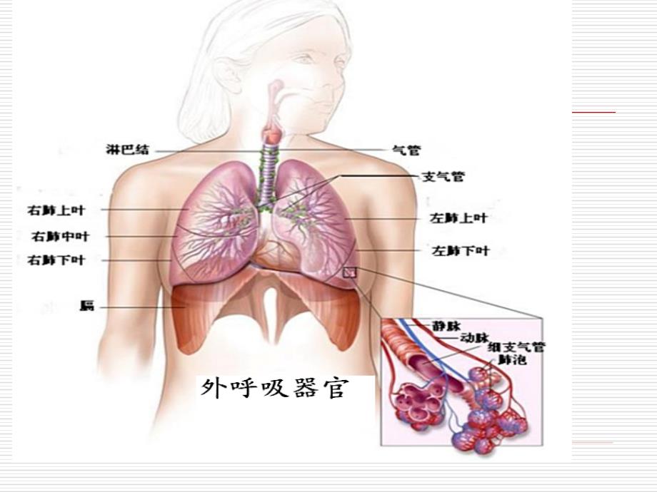 呼吸功能不全respiratoryinsufficiency课件_第3页