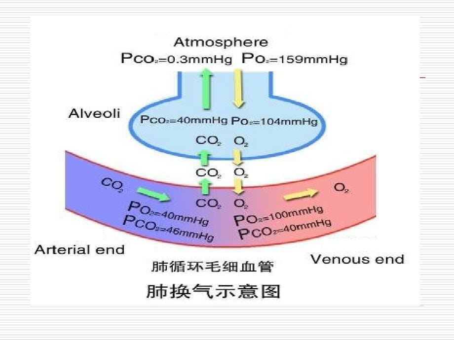 呼吸功能不全respiratoryinsufficiency课件_第5页