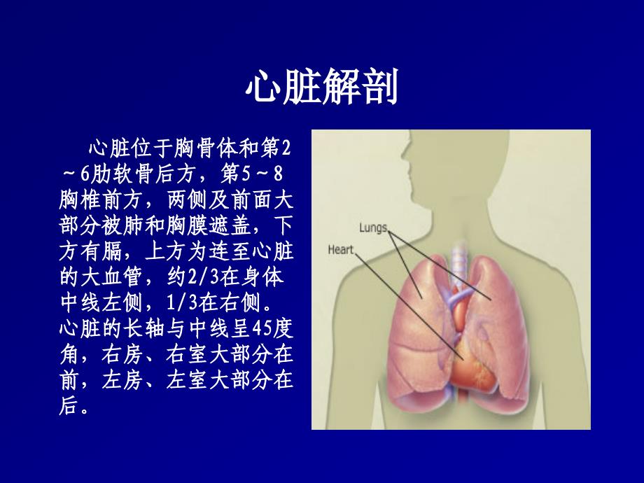 心脏叩诊检查Percussion_第3页