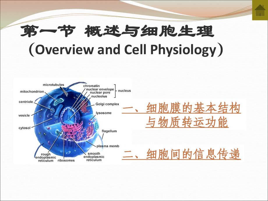 人体生理学教学课件_第3页