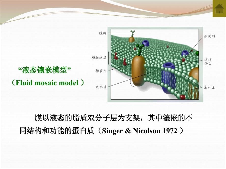 人体生理学教学课件_第5页