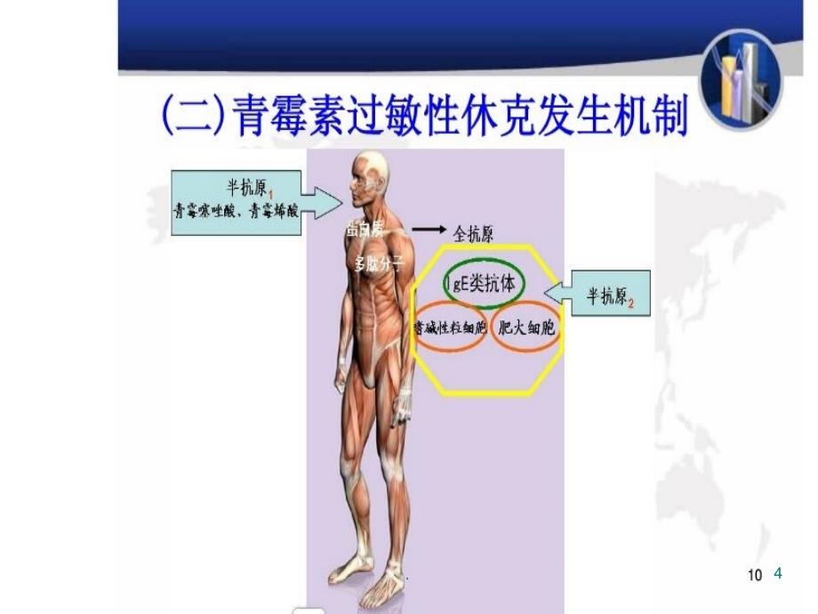 药物过敏试验法课件_第3页