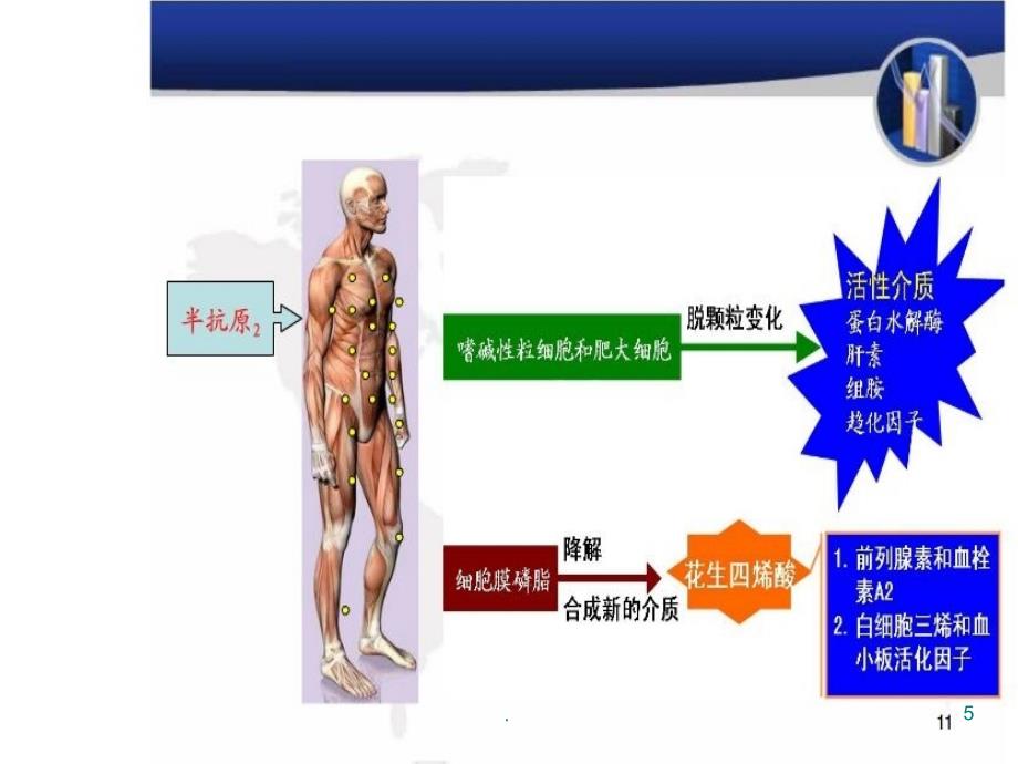 药物过敏试验法课件_第4页