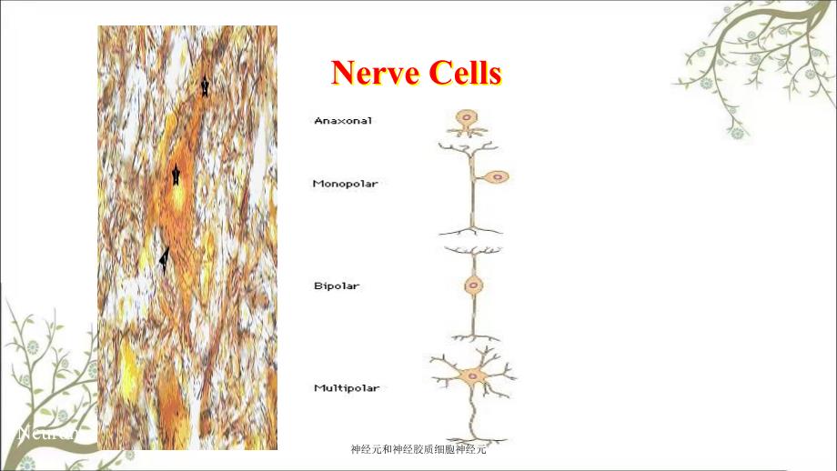 神经元和神经胶质细胞神经元_第4页