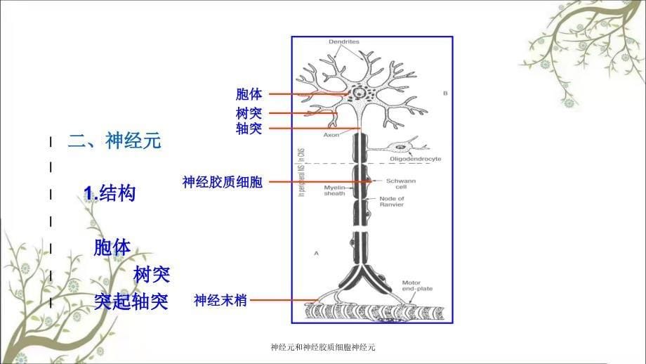 神经元和神经胶质细胞神经元_第5页